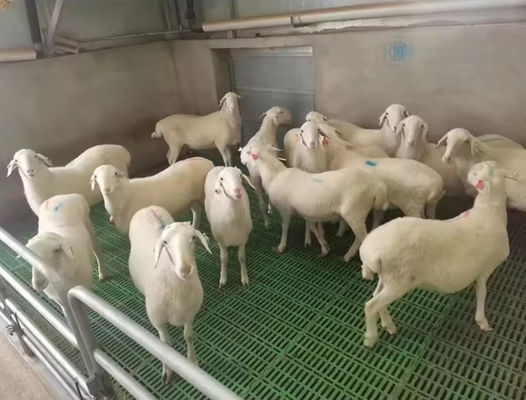 고강도 유리섬유 바닥 Grating 돼지 닭 양을 위한 FRP 폼드 그레이팅